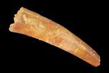 Bargain, Fossil Pterosaur (Siroccopteryx) Tooth - Morocco #145189-1